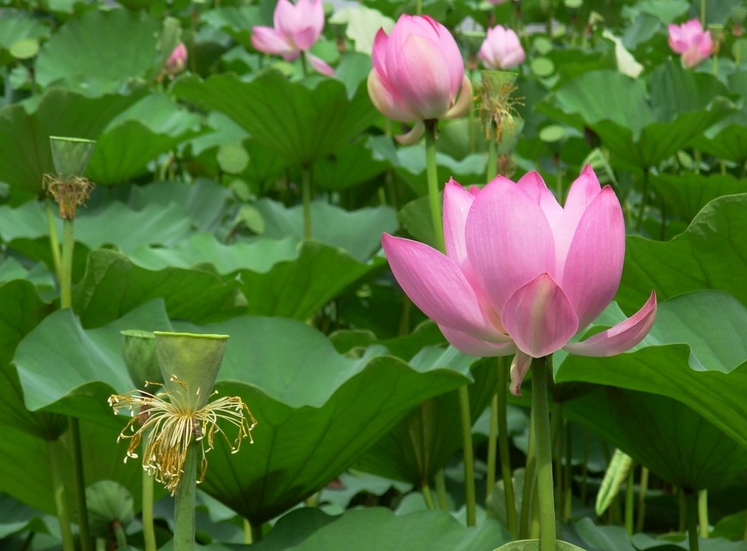 Lotus seed Nelumbo nucifera